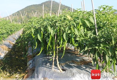 三亚瓜菜今日价格表,新鲜直供，实惠盘点