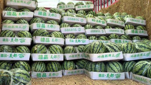 麒麟瓜今日价格郑州,行情波动，市场动态一览”