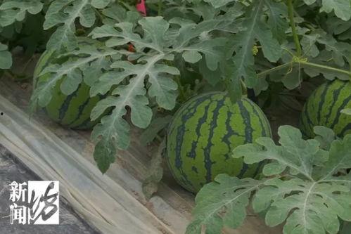 今日份新鲜大瓜