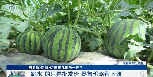 今日老瓜价格最新行情,今日价格波动解析