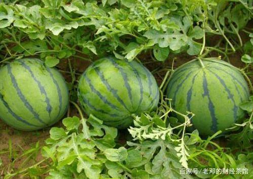 今日大瓜是什么意思,“大瓜”背后的真相与热议焦点