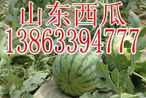 今日山东白瓜价格,今日行情一览
