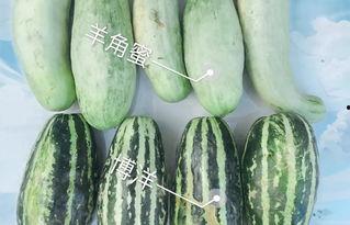 龙阳瓜今日价位,探寻夏日消暑佳品的新行情