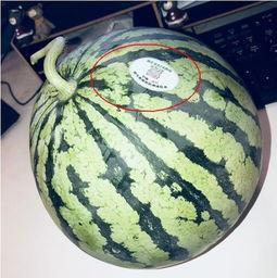 各种网红爆料吃瓜在线观看,揭秘娱乐圈幕后故事