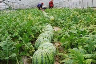 今日安国瓜价格,瓜香四溢，价格波动一览