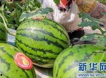 更多网红吃瓜爆料视频,揭秘娱乐圈幕后真相