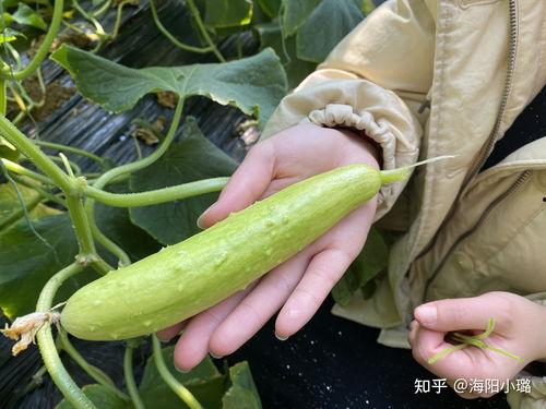 今日黄白瓜价格最新行情