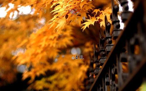 今日立秋吃瓜祝福语,品味秋日瓜果，共享丰收喜悦