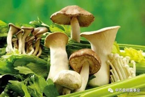 吃瓜爆料黑料蘑菇视频招商,带你走进幕后真相