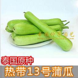 今日蒲瓜价,市场行情一览