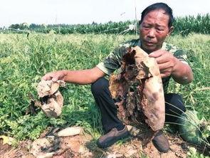 吃瓜最新事件爆料砀山,揭秘吃瓜群众最新热议事件