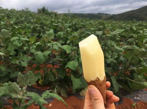 糖尿病人吃黑芒瓜升糖吗,黑芒瓜对糖尿病患者血糖影响解析