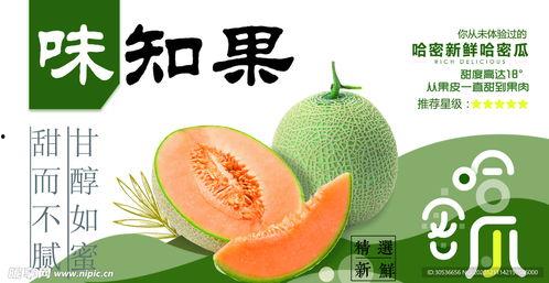 地里哈密瓜图片今日头条,哈密瓜丰收季，地里的甜蜜画卷