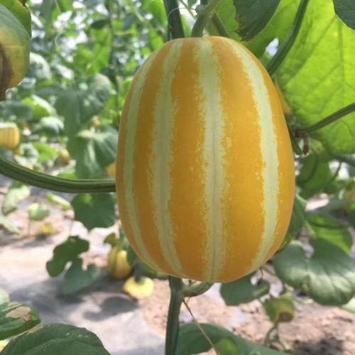 在哪吃黑瓜,揭秘“在哪吃黑瓜”的独特风味