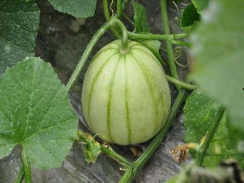 今日嫩瓜价格最新消息,市场行情一览