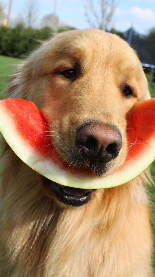 黑犬咬人白犬吃瓜,一幕荒诞的动物奇遇