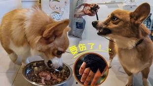 黑犬咬人白犬吃瓜,一幕荒诞的动物奇遇