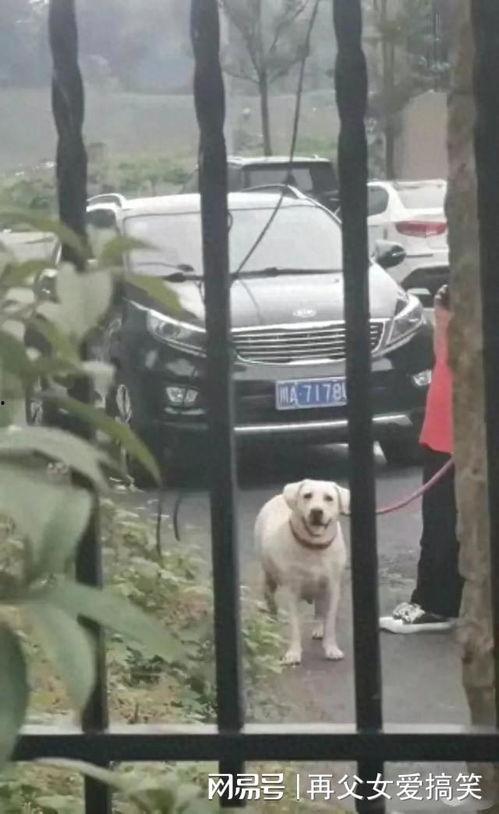 黑犬咬人白犬吃瓜,一幕荒诞的动物奇遇