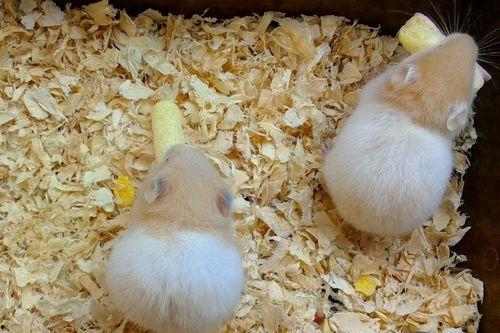 黑仓鼠可以吃哈密瓜吗,哈密瓜的适宜性探讨