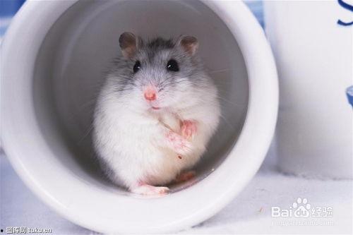 黑仓鼠可以吃哈密瓜吗,哈密瓜的适宜性探讨