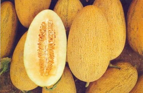 2025年嘉兴哈密瓜今日行情