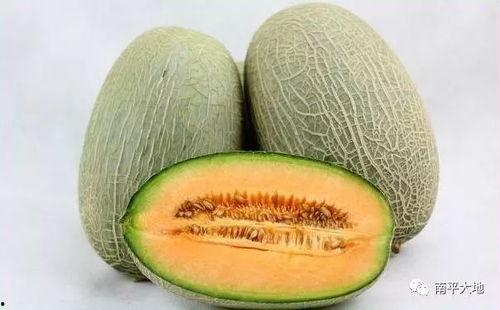 2025年嘉兴哈密瓜今日行情