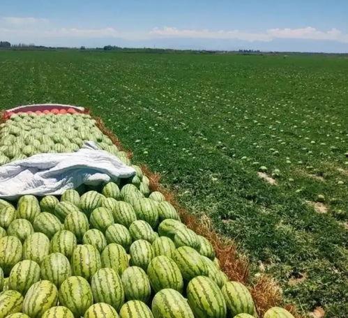 毛瓜今日价格行情,今日行情一览