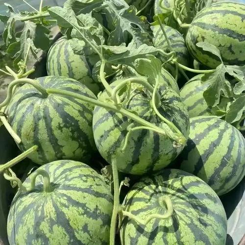 毛瓜今日价格行情,今日行情一览