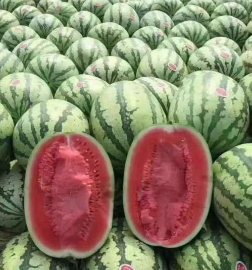 毛瓜今日价格行情,今日行情一览