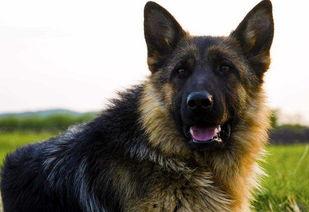 黑背背瓜怎么吃,解锁美味新体验