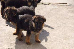 黑背背瓜怎么吃,解锁美味新体验