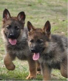 黑背背瓜怎么吃,解锁美味新体验