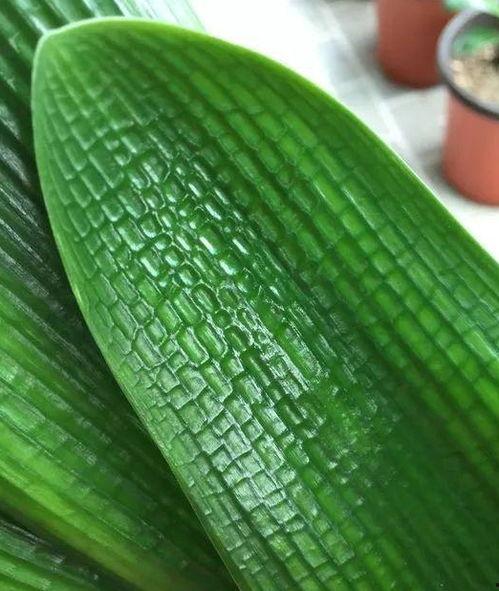 四季鲜今日茭瓜价格,新鲜上市，实惠之选”