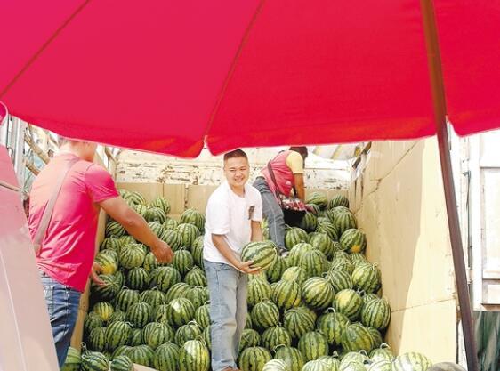 小瓜行情昆明今日,今日价格波动及市场动态解析”