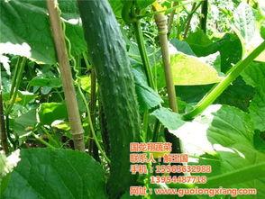 小瓜行情昆明今日,今日价格波动及市场动态解析”