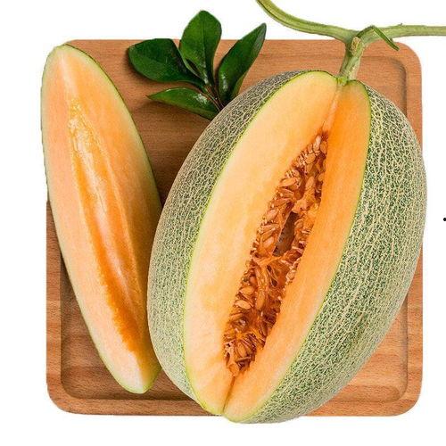 嘉兴小蜜瓜今日行情,甜蜜上市，价格稳中有升