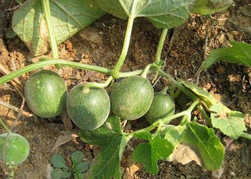 小瓜今日报价查询,市场行情一览