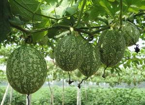 吃炒吊瓜会黑吗会胖吗女生,揭秘黑化与增肥真相