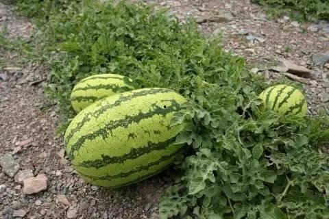 柳州石头瓜今日价格表