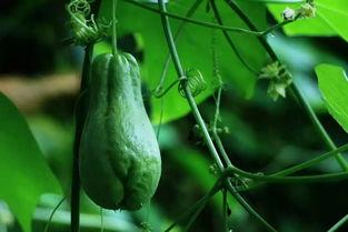 今日绿皮佛手瓜价格,实惠之选，健康生活新伙伴