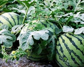 海南麒麟瓜产地今日行情,丰收喜人，价格稳定