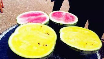 吃瓜大爆料菌,吃瓜大爆料菌带你探秘明星幕后故事