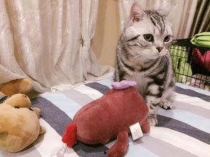 51cg今日吃瓜胖猫,吃瓜胖猫成焦点，网友热议不断