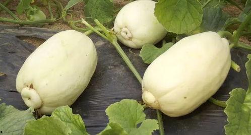 潍坊吃瓜最新爆料视频,最新爆料视频曝光惊人内幕